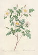 Rosa Candolleana Elegans - Pierre Joseph Redouté — vy av konstverket