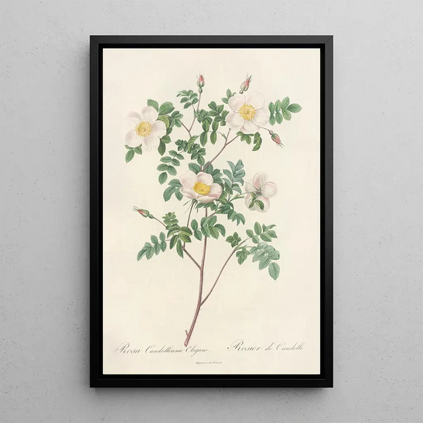 Rosa Candolleana Elegans - Pierre Joseph Redouté — inramlat konstverk på väggen