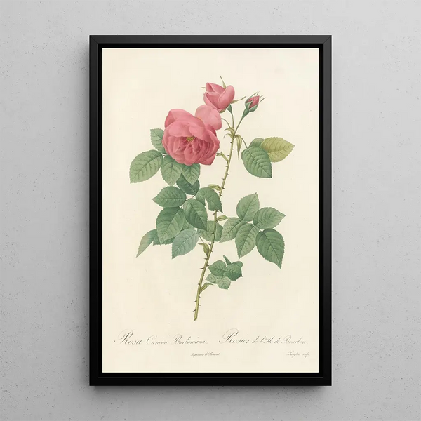 Rosa Canina Burboniana - Pierre Joseph Redouté — inramlat konstverk på väggen