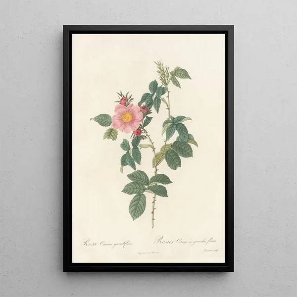 Rosa Canina Grandiflora - Pierre Joseph Redouté — inramlat konstverk på väggen