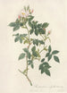 Rosa Canina Nitens - Pierre Joseph Redouté — vy av konstverket