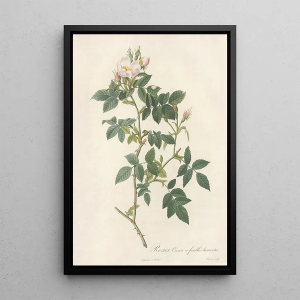 Rosa Canina Nitens - Pierre Joseph Redouté — inramlat konstverk på väggen