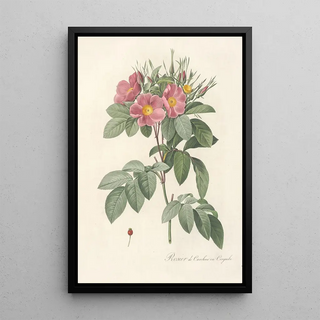 Pierre Joseph Redout - Rosa Carolina Corymbosa.webp