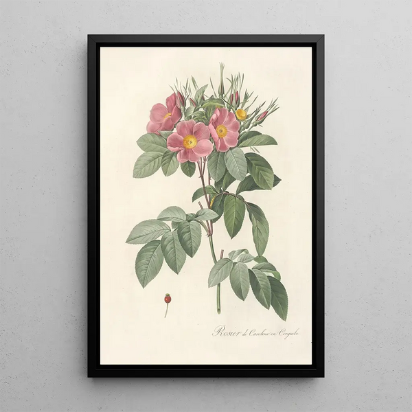 Rosa Carolina Corymbosa - Pierre Joseph Redouté — inramlat konstverk på väggen