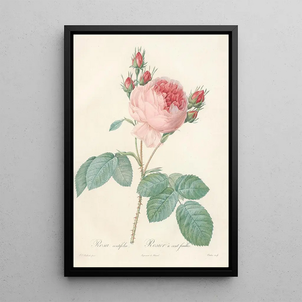 Rosa Centifolia - Pierre Joseph Redouté — inramlat konstverk på väggen