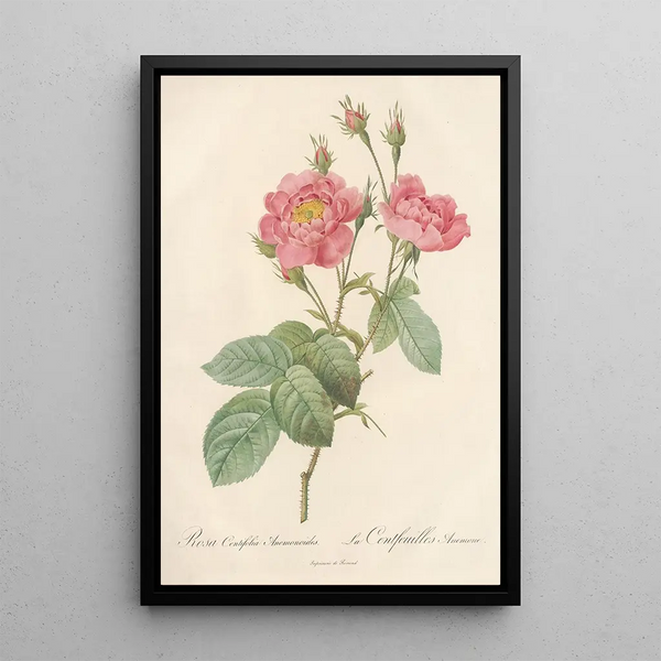 Rosa Centifolia Anemonoides - Pierre Joseph Redouté — inramlat konstverk på väggen