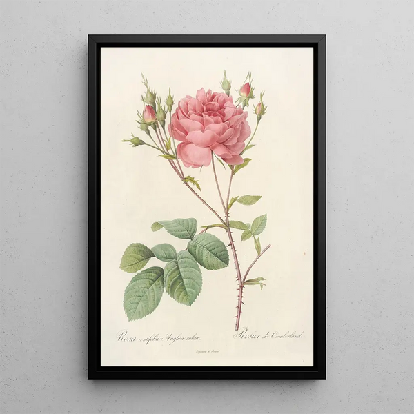 Rosa Centifolia Anglica Rubra - Pierre Joseph Redouté — inramlat konstverk på väggen