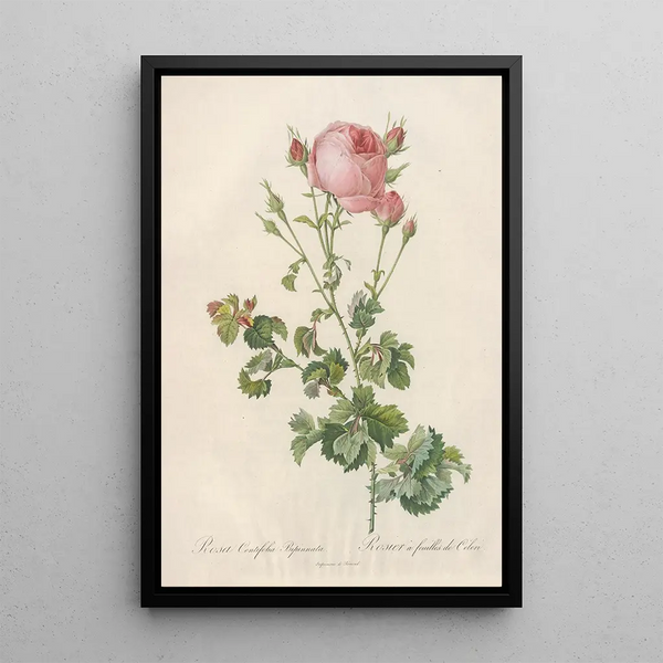 Rosa Centifolia Bipinnata - Pierre Joseph Redouté — inramlat konstverk på väggen