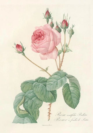 Pierre Joseph Redout - Rosa Centifolia Bullata.webp