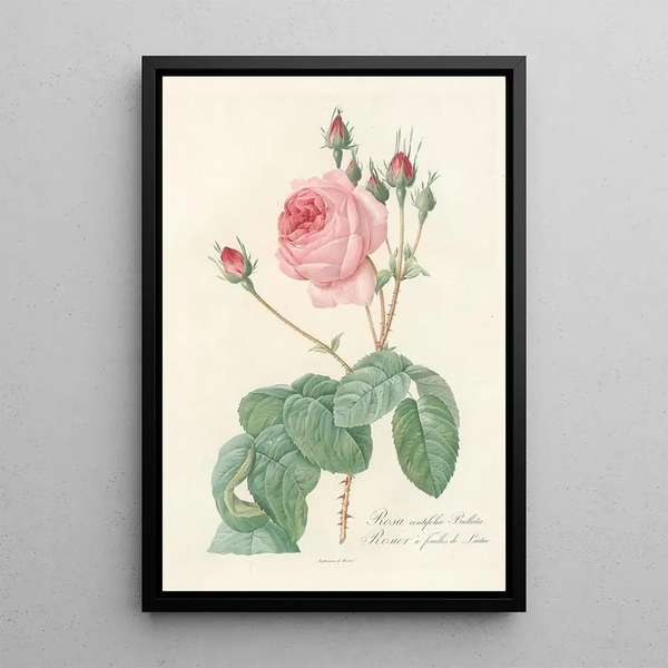 Rosa Centifolia Bullata - Pierre Joseph Redouté — inramlat konstverk på väggen