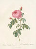 Rosa centifolia burgundiaca - Pierre Joseph Redouté — vy av konstverket