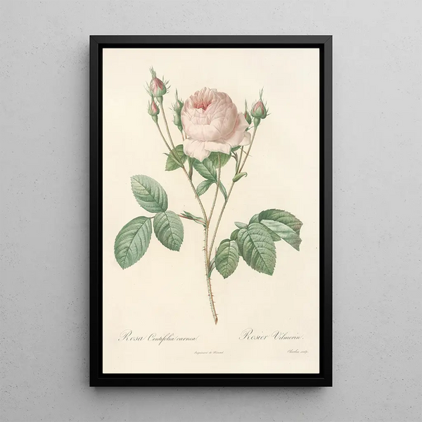 Rosa Centifolia Carnea - Pierre Joseph Redouté — inramlat konstverk på väggen