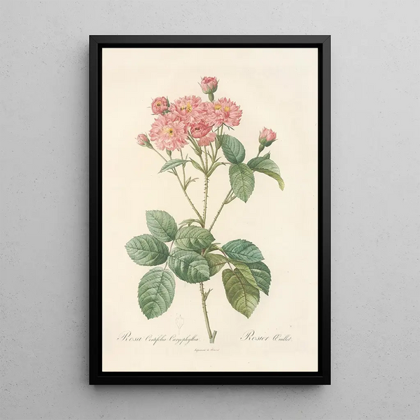 Rosa Centifolia Caryophyllea - Pierre Joseph Redouté — inramlat konstverk på väggen