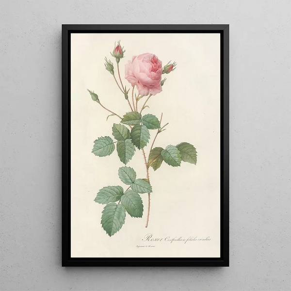Rosa Centifolia Crenata - Pierre Joseph Redouté — inramlat konstverk på väggen