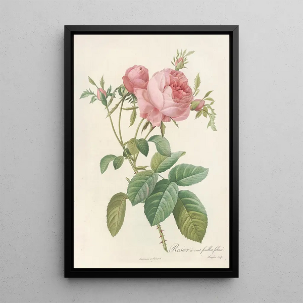 Rosa Centifolia Foliacea - Pierre Joseph Redouté — inramlat konstverk på väggen