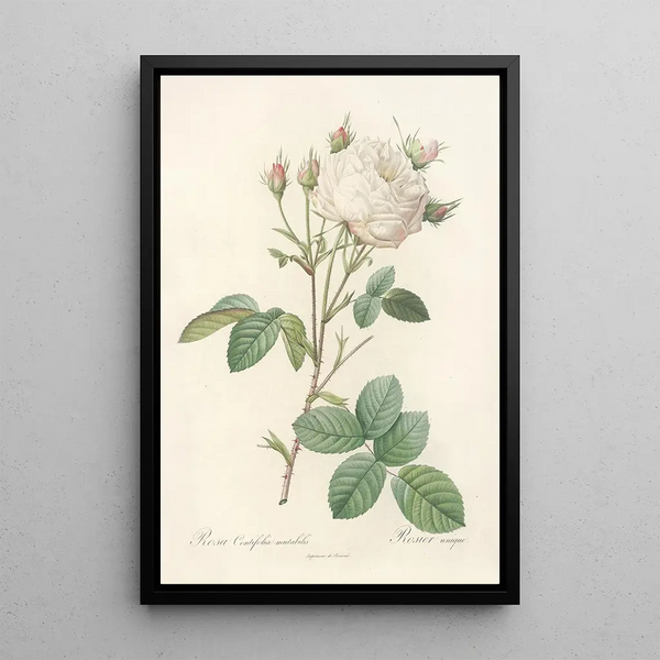Rosa Centifolia Mutabilis - Pierre Joseph Redouté — inramlat konstverk på väggen