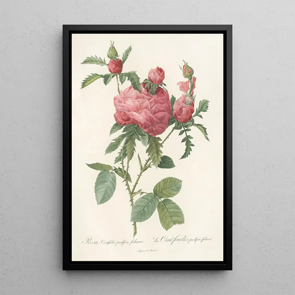 Rosa Centifolia Prolifera Foliacea - Pierre Joseph Redouté — inramlat konstverk på väggen