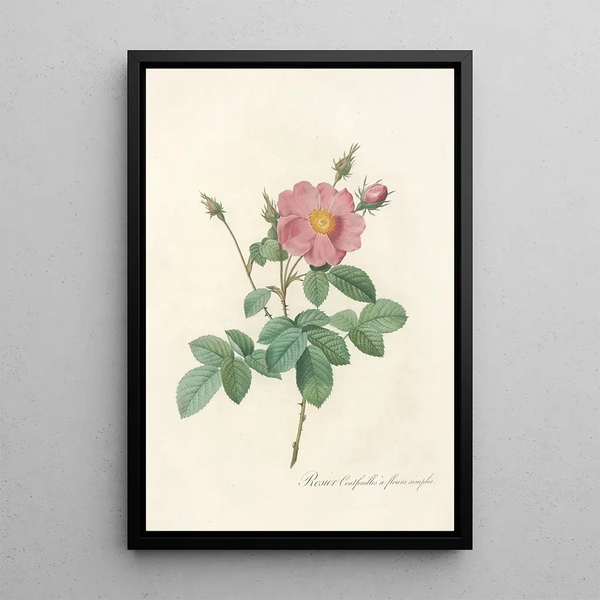 Rosa Centifolia Simplex - Pierre Joseph Redouté — inramlat konstverk på väggen