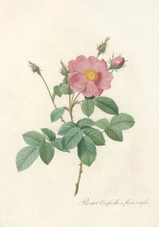 Pierre Joseph Redout - Rosa Centifolia Simplex.webp