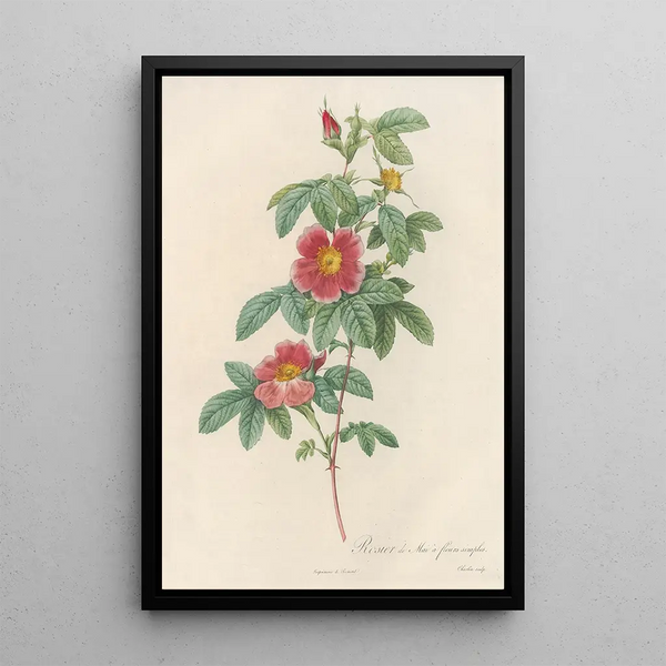 Rosa Cinnamomea Flore Simplici - Pierre Joseph Redouté — inramlat konstverk på väggen