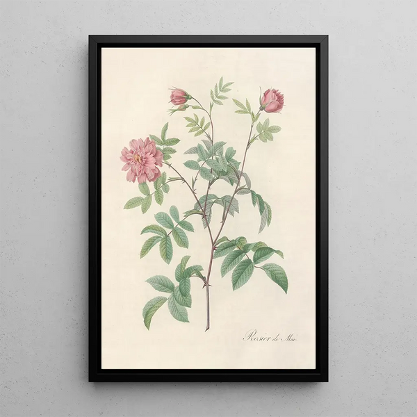 Rosa Cinnamomea Maialis - Pierre Joseph Redouté — inramlat konstverk på väggen