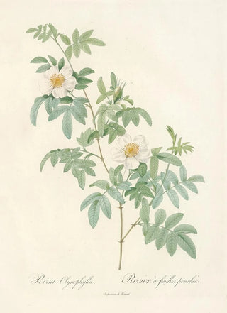 Pierre Joseph Redout - Rosa Clynophylla.webp