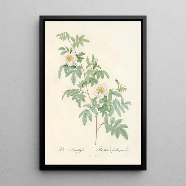 Rosa Clynophylla - Pierre Joseph Redouté — inramlat konstverk på väggen