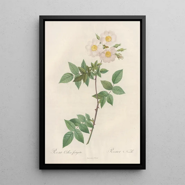 Rosa Collina Fastigiata - Pierre Joseph Redouté — inramlat konstverk på väggen