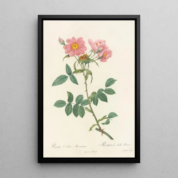 Rosa Collina Monsoniana - Pierre Joseph Redouté — inramlat konstverk på väggen