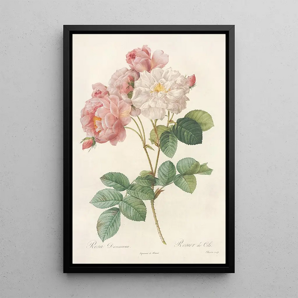Rosa Damascena - Pierre Joseph Redouté — inramlat konstverk på väggen