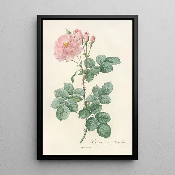 Rosa Damascena Aurora - Pierre Joseph Redouté — inramlat konstverk på väggen