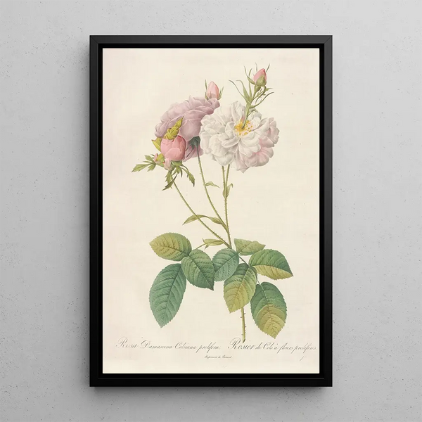 Rosa Damascena Celsiana Prolifera - Pierre Joseph Redouté — inramlat konstverk på väggen