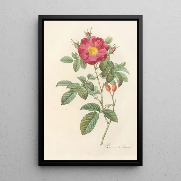 Rosa Damascena Coccinea - Pierre Joseph Redouté — inramlat konstverk på väggen
