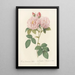 Rosa Damascena Italica - Pierre Joseph Redouté — inramlat konstverk på väggen
