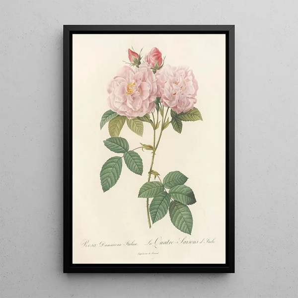 Rosa Damascena Italica - Pierre Joseph Redouté — inramlat konstverk på väggen