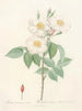 Rose de Damas subalba - Pierre Joseph Redouté — vy av konstverket