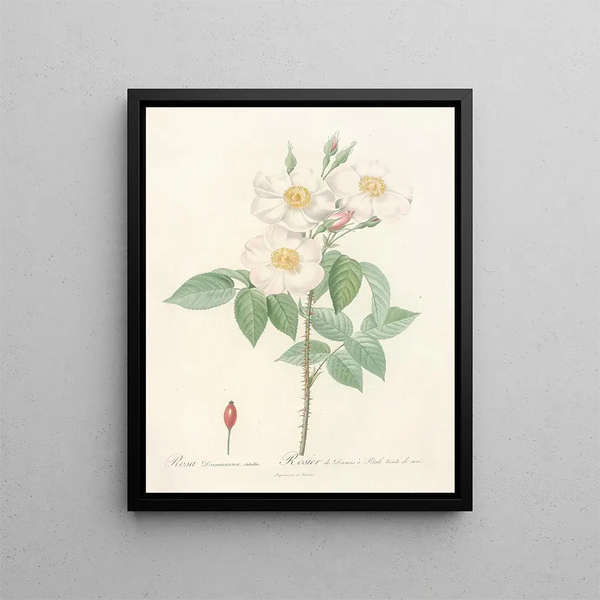 Pierre Joseph Redout - Rosa Damascena Subalba.webp