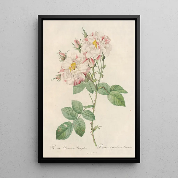 Rosa Damascena Variegata - Pierre Joseph Redouté — inramlat konstverk på väggen