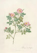 Rosa Dumetorum - Pierre Joseph Redouté — vy av konstverket