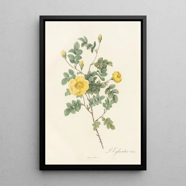 Rosa Eglanteria Luteola - Pierre Joseph Redouté — inramlat konstverk på väggen