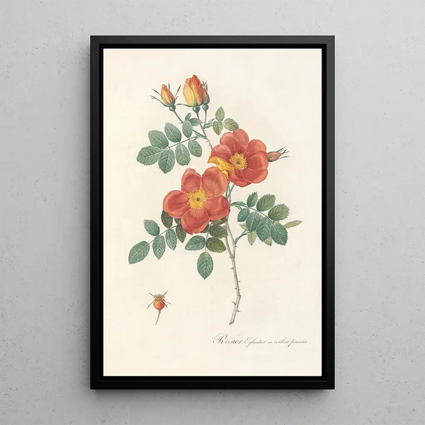 Rosa Eglanteria VarPunicea - Pierre Joseph Redouté — inramlat konstverk på väggen