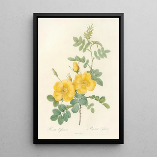 Pierre Joseph Redout - Rosa Eglanteria.webp