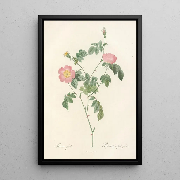 Rosa Foetida - Pierre Joseph Redouté — inramlat konstverk på väggen