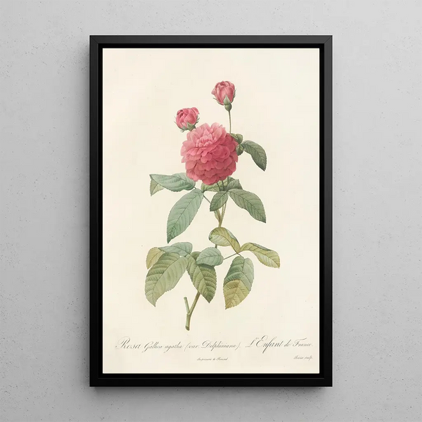 Rosa Gallica Agatha Var Delphiniana - Pierre Joseph Redouté — inramlat konstverk på väggen