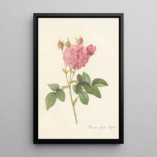 Pierre Joseph Redout - Rosa Gallica Agatha Var Regalis.webp