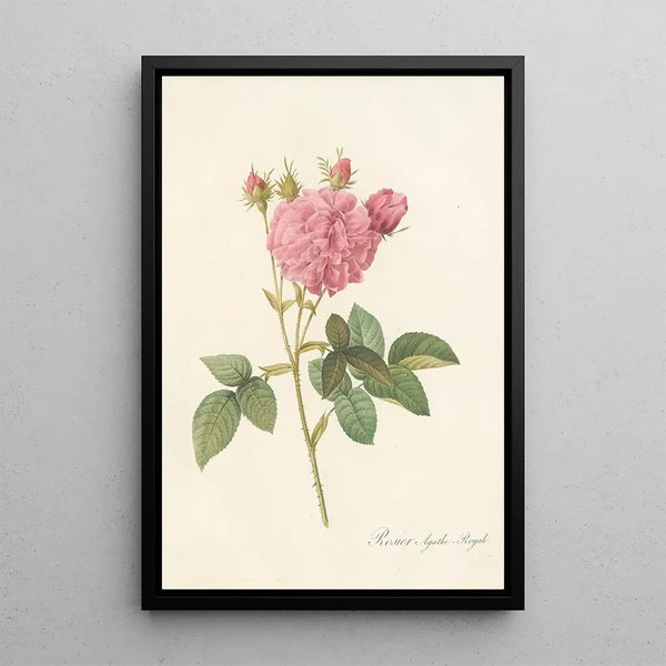 Rosa Gallica Agatha Var Regalis - Pierre Joseph Redouté — inramlat konstverk på väggen
