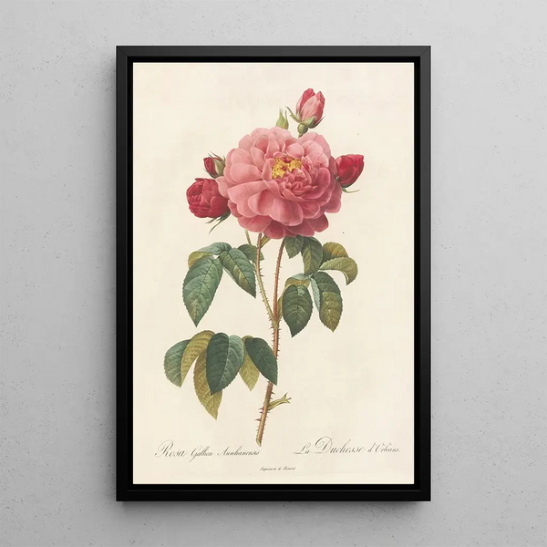Rosa Gallica Aurelianensis - Pierre Joseph Redouté — inramlat konstverk på väggen