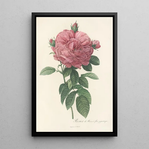 Rosa Gallica Flore giganteo - Pierre Joseph Redouté — inramlat konstverk på väggen