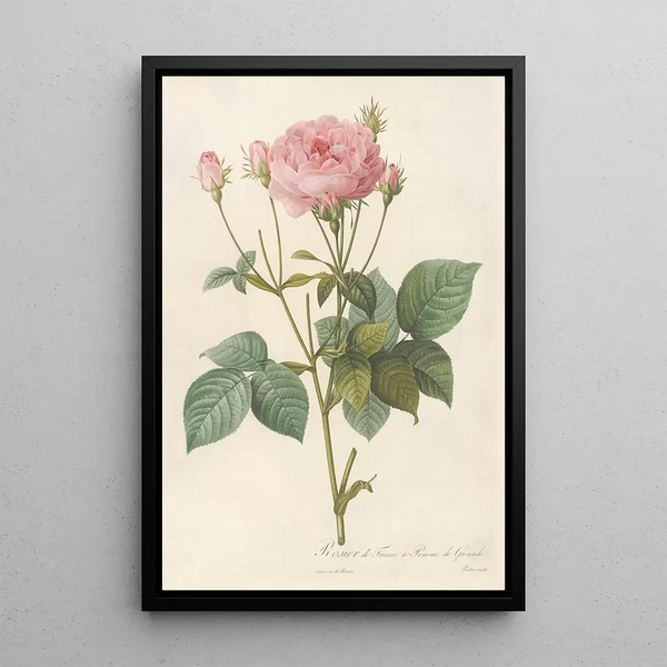 Rosa Gallica Granatus - Pierre Joseph Redouté — inramlat konstverk på väggen