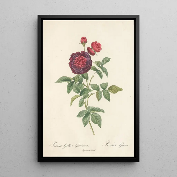 Rosa Gallica Gueriniana - Pierre Joseph Redouté — inramlat konstverk på väggen